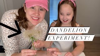 Dandelion Experiment Try This! #shorts #trythis #experiment