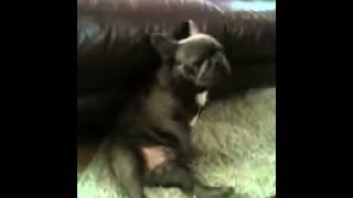 Marco the French Bulldog pleasures himself