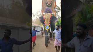 ചിറക്കൽ ശബരിനാഥ് || ആയിനൂർ ചീനിക്കൽ പൂരം 2023 || #elephant #pooram #shorts #viral