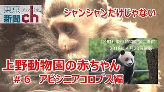 【アビシニアコロブス('ω')ﾉﾝﾋﾞﾘ】シャンシャンだけじゃない！上野動物園の赤ちゃん＃６