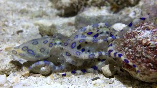 くっつきたい オオマルモンダコ から離れたいオオマルモンダコ [Greater blue-ringed octopus /ヒョウモンダコ]