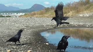 M0164　大分川　上流のトンビの縄張り　モンファミリー（ハシボソガラス）Oita River　Upstream Black Kite Territory　MON Family (C. Crow)