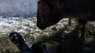 Goat is a Coffee Thief!