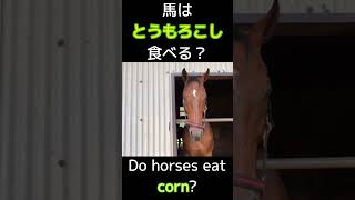 馬はとうもろこし食べる？　Do horses eat corn?