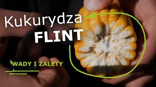 Ziarno typu flint. Jakie są wady i zalety?