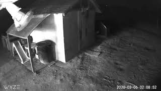 Owl tries to kill chickens!!!