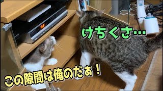 先住猫と新入り猫のリアルな距離感