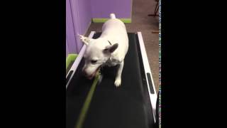 Video of adoptable pet named Kobe D2833