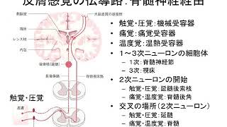 第１０回　神経系　Part 3　（医学概論）