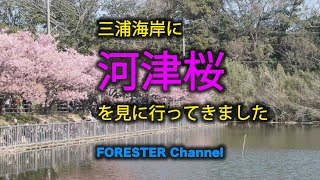 【4K】河津桜を見に三浦海岸へ行ってきました