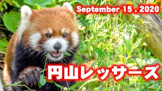 【レッサーパンダ】今日の円山レッサーズ　September 15 , 2020　Red Pandas at Maruyama Zoo