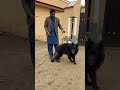 black shepherd dog at ghouri farm house shorts