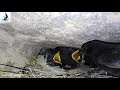 رصد و توثيق تعشيش ابلق اسود black wheatear