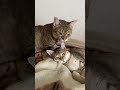 ご機嫌斜めなそらくんの横では… 猫動画 ねこ