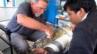 Gharial_Indian Gharial Conservation | Crocodile of India in Hindi