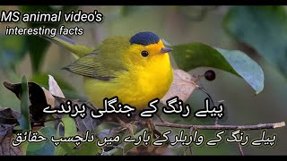 The yellow warbler birds are brilliant yellow below and greenish-golden above. دلچسپ حقائق