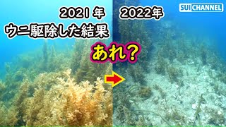 【ウニ駆除の結果】ウニ駆除したのに海藻が減った！？今年の成果が衝撃過ぎた