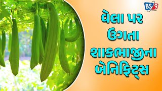 HEALTH TIPS | વેલા પર ઉગતા આ શાકભાજી અનેક બીમારીથી આપશે છૂટકારો | BS9 TV NEWS