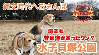 【ビーグル犬】埼玉も昔は海があったワン？ 縄文時代へおさんぽ 水子貝塚公園