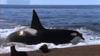 Two Orca or Killer whales versus Seals