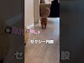 猫ちゃんが急に話しかけてきたので、どうしたのか聞いてみたら...