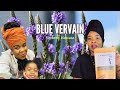 BLUE VERVAIN herb for Stress Anxiety and Sleep Disorders and more | Benefits | Dr Sebi Recommend