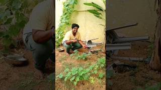 నా పెరట్లో బెండకాయ మొలకలు వచ్చెనయొచ్ ep-1 😋#organicfarming #gardening #harvest