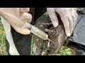 ep153 the cleaning tv and cuttung experts use stone to treat cow s foot