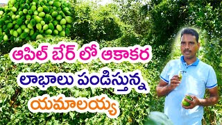 Spiny Gourd in Apple Ber Successful and Profitable ఆపిల్‌ బేర్‌లో ఆకాకర | Rythunestham || 9963706206