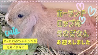 たれ耳ホーランドロップの赤ちゃんうさぎをお迎えしました！【メープルうさぎちゃんネル】