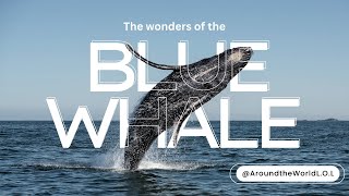 Wonders of the Blue Whale | Around the World L.O.L