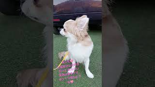 ライラック犬舎 チワワブリーダー 稀っち🩷オーナー様募集中(⁠人⁠ ⁠•͈⁠ᴗ⁠•͈⁠)