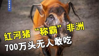 红河猪“称霸”非洲，700万头无人敢吃，猎人都拿它束手无策？【科普任意门】