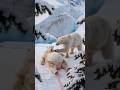 A rescue team's care saved a pregnant polar bear, giving her and her cubs a new chance.  #polarbear