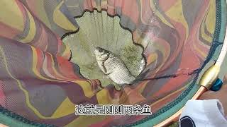 今天解锁一个新品种，第一次钓鱼能钓到泥鳅，附近食肉鱼应该很多