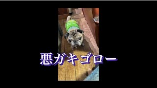 悪ガキゴロー熱中症注意#pug #パグ #ゴロー#ならず者の日常