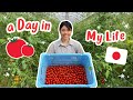 My Work In Japanese Tomato Farm [Listening Practice]