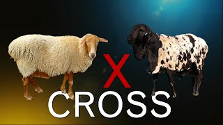 12 Crossbreed Sheeps | Largest Crossbreed Sheep Breeds