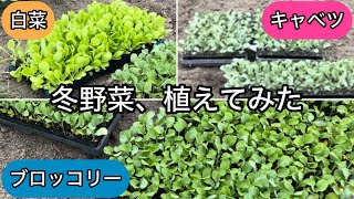 【冬野菜】【白菜】【ブロッコリー】【キャベツ】ただの定植動画