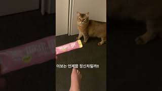 #cat #냥이집😻말썽질 많이해도 #귀여운냥이🙀