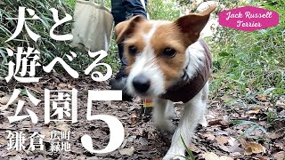 鎌倉の里山トレッキング 犬と遊べる公園5 ジャックラッセルテリアの女の子マーレ Jack Russell Terrier puppy 湘南 鎌倉 広町緑地