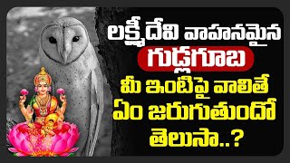 లక్ష్మీదేవి వాహనమైన గుడ్లగూబ మీ ఇంటి పై వాలితే ఏం జరుగుతుందోతెలుసా Lakshmi Devi Vahanam LAKSHMI DEVI