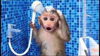 Monkey Baby Bon Bon oes to the toilet and plays with Ducklings in the swimming pool