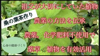 【桑の葉（マルベリー）茶づくり】糖尿病予防効果のある農薬不使用の庭木や畑の植物たち　Mulberry leaf tea . Diabetes prevention effect