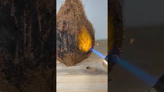 Powerful Lighter VS Coconut #shorts