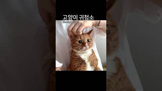 고양이 귀청소 / Cleaning cat’s ear #cat #귀여운고양이 #catcute #고양이 #냥이 #고양이귀관리 #고양이귀청소 #cleaningcatsears