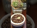 多肉植物怎麽葉插繁殖？