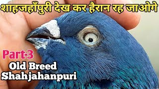 Shahjahanpuri Kabootar!शाहजहाँपुरी देख हैरान रह जाओगे!Ustad Colonel Kamal Singh!Jaipur Tonk Pigeons