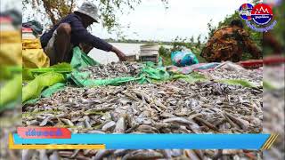 សកម្មភាពនៃការនេសាទត្រី និងលក់ត្រី ក្នុងរដូវកាលធ្វើប្រហុក ផ្អក និងត្រីឆ្អើរ នៅខេត្តកំពង់ឆ្នាំង