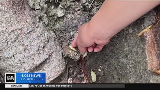 LA's "Fruit Princess" teaches residents the beauty of "urban foraging"